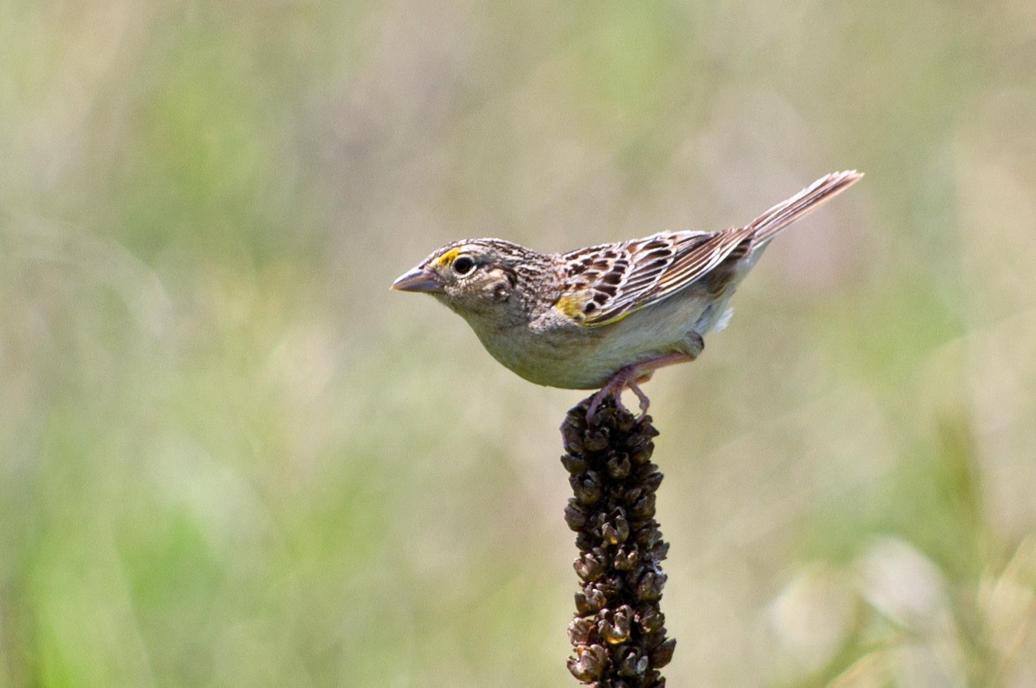 Grasshopper Sparrow (Eastern) Photo by Rob Dickerson