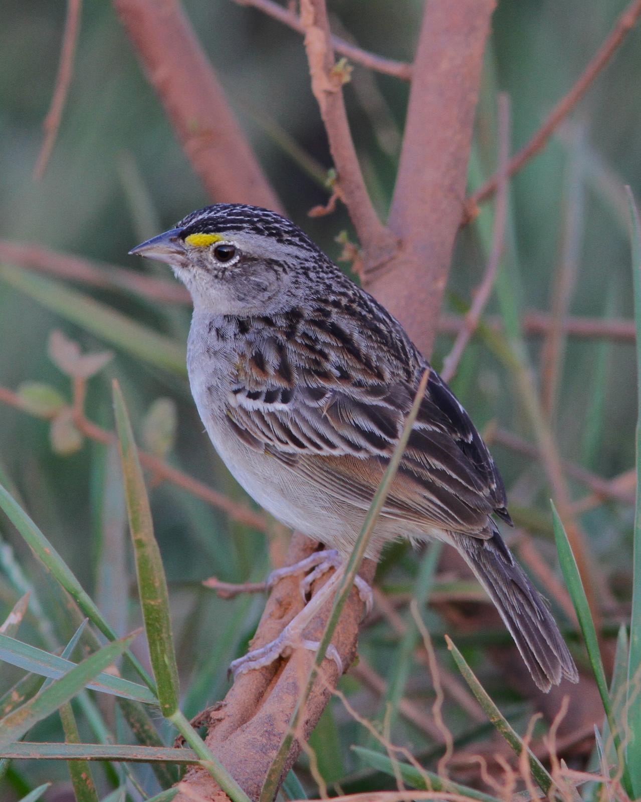 Grassland Sparrow Photo by Marcelo Padua