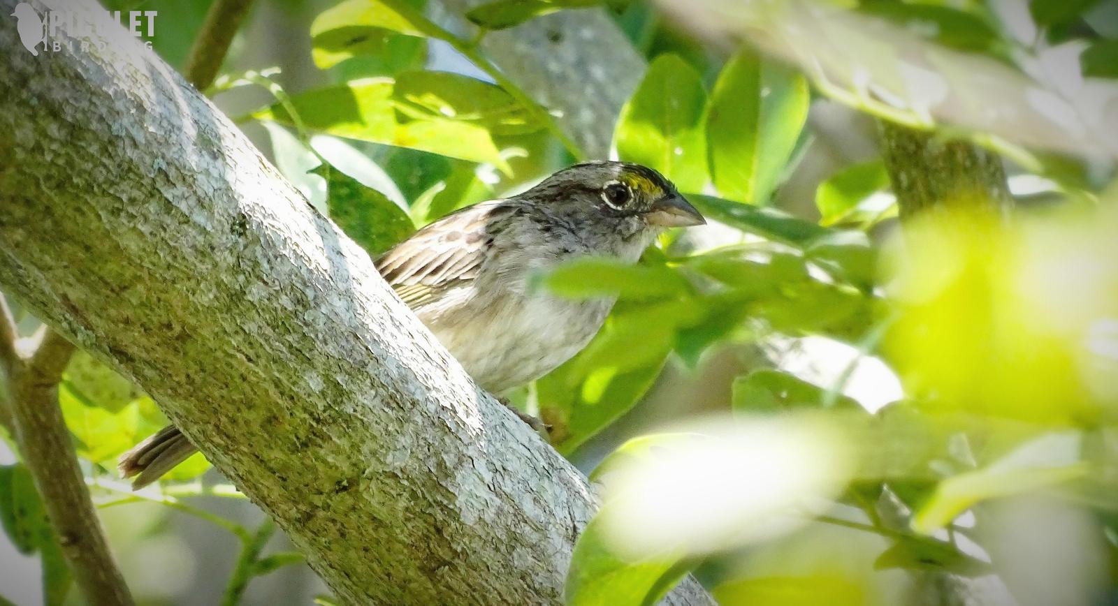 Grassland Sparrow Photo by Julio Delgado