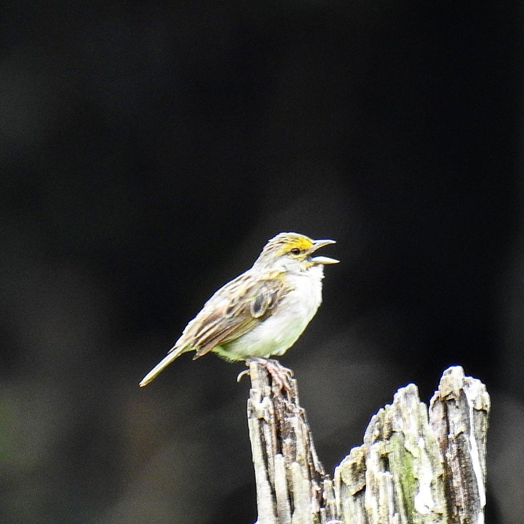 Yellow-browed Sparrow Photo by Julio Delgado