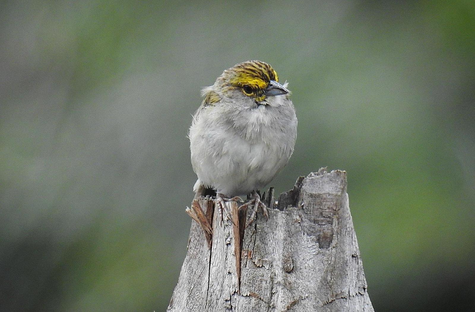 Yellow-browed Sparrow Photo by Julio Delgado