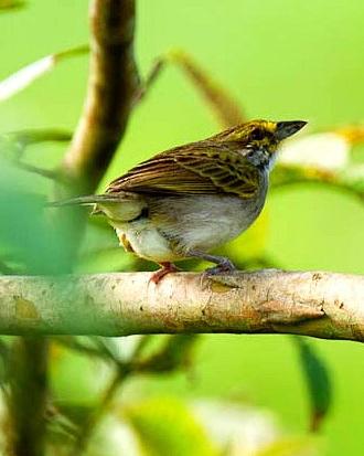 Yellow-browed Sparrow Photo by Francesco Veronesi