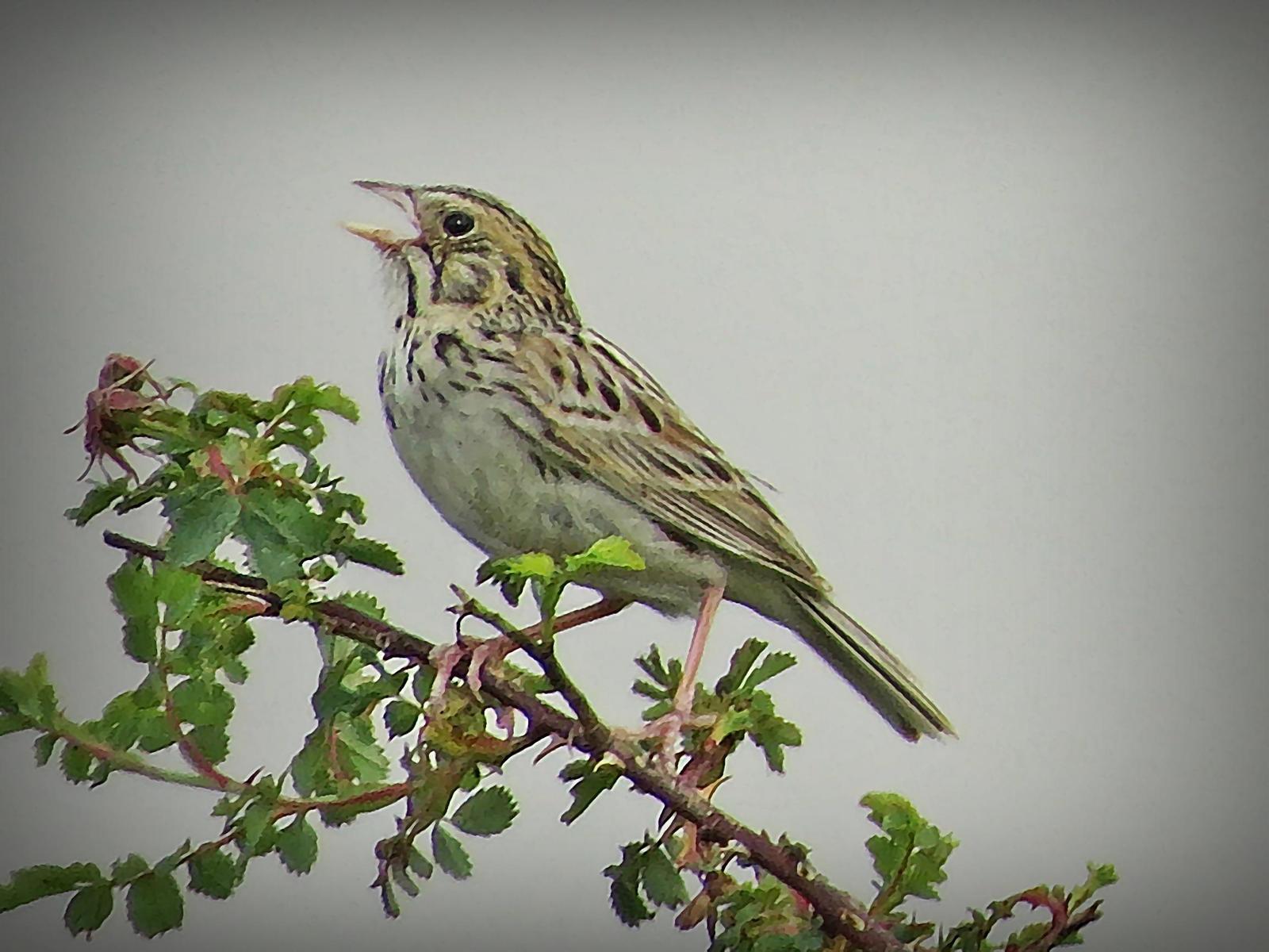 Baird's Sparrow Photo by Bob Neugebauer