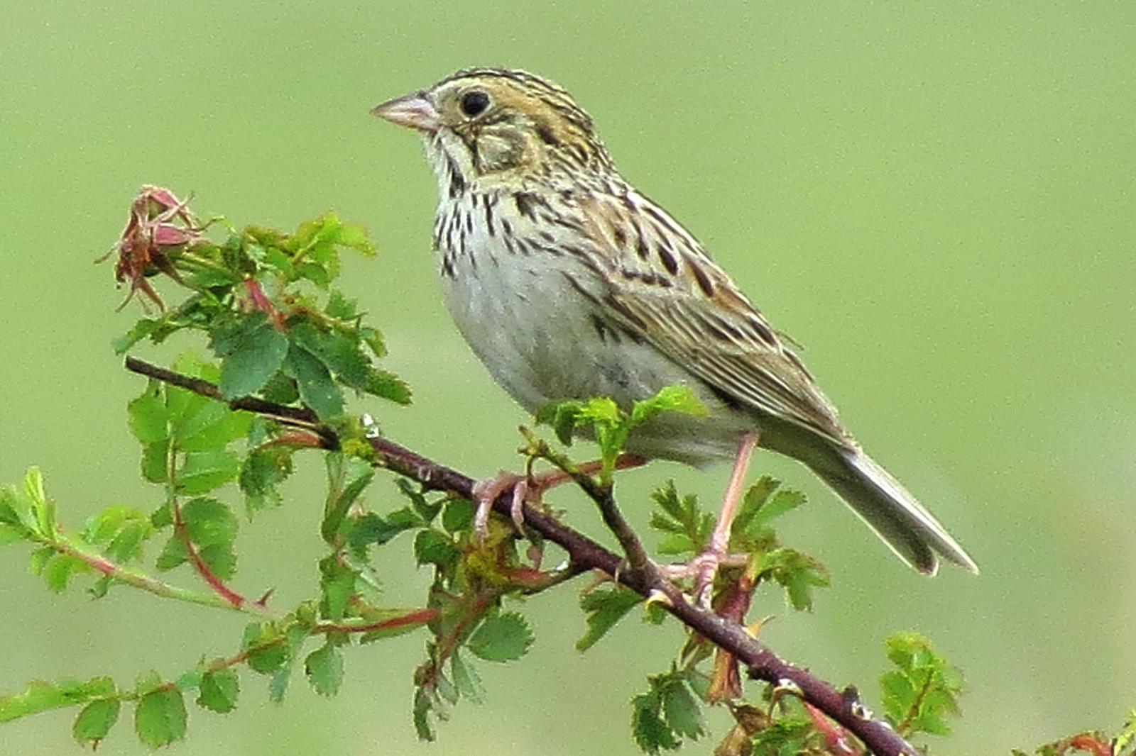 Baird's Sparrow Photo by Enid Bachman