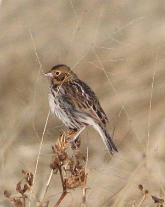 Baird's Sparrow Photo by Andrew Core