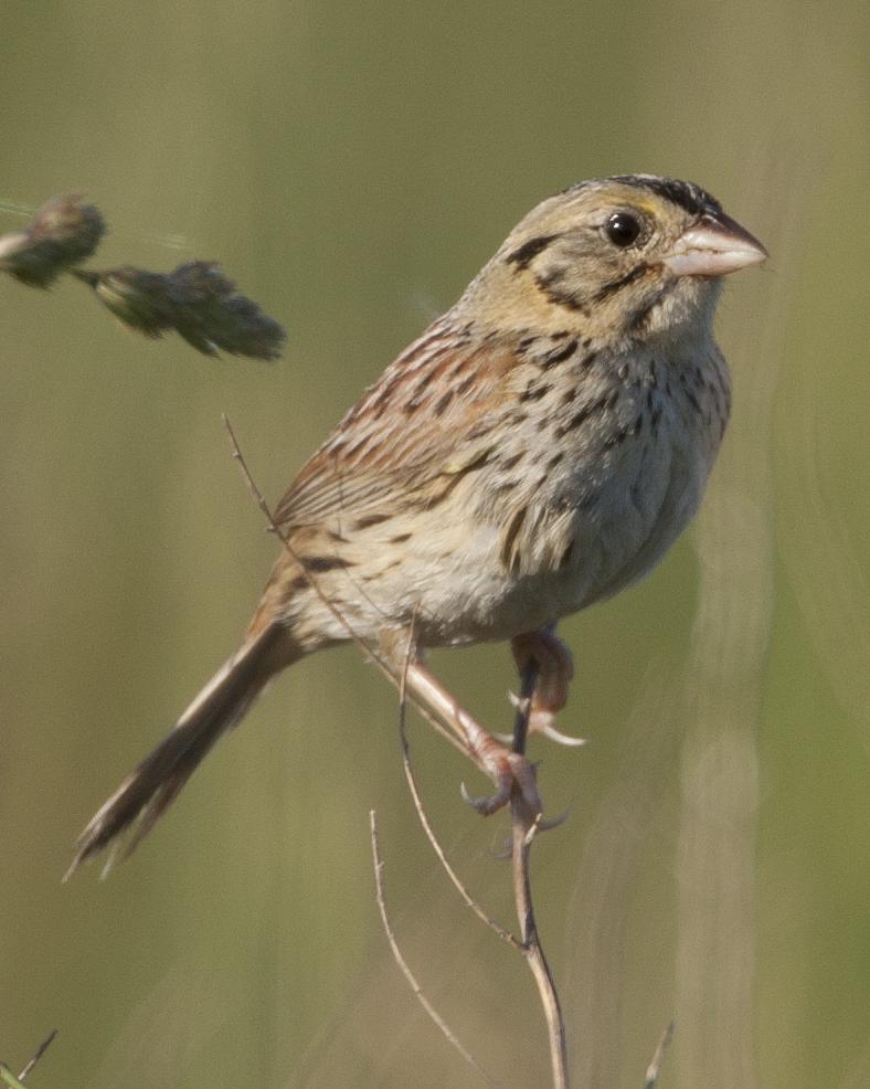 Henslow's Sparrow Photo by Jeff Moore
