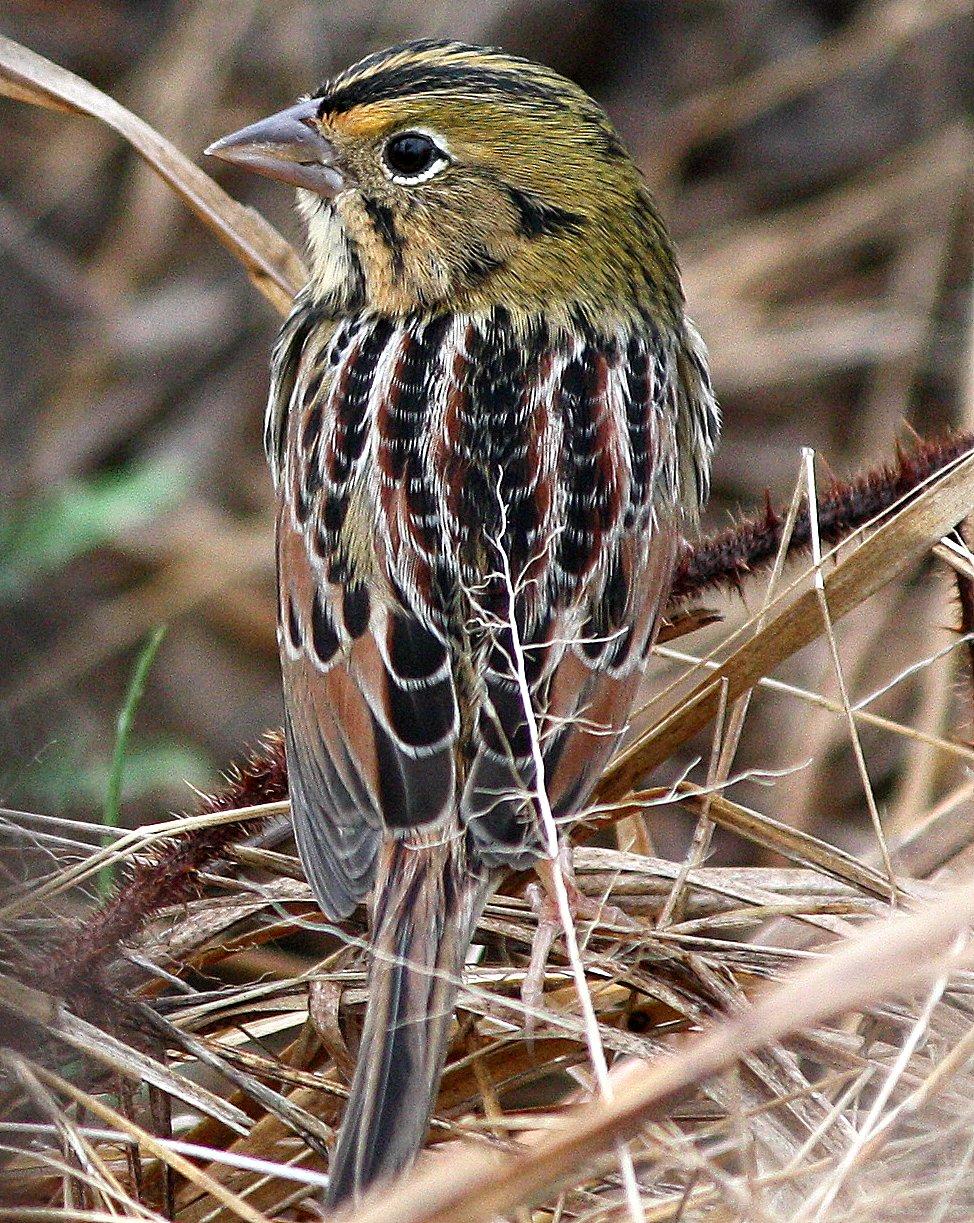 Henslow's Sparrow Photo by Andrew Core