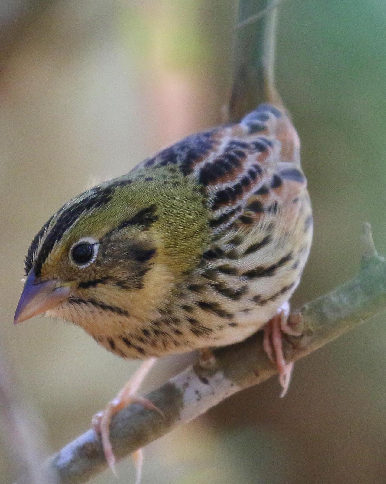 Henslow's Sparrow Photo by Isaac Sanchez