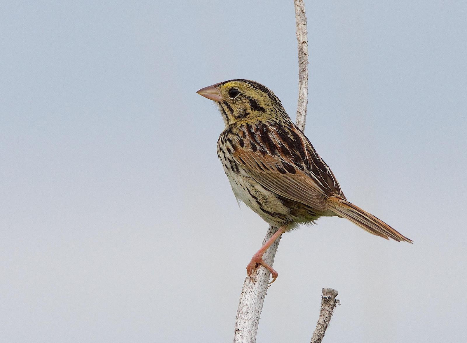 Henslow's Sparrow Photo by Gerald Hoekstra