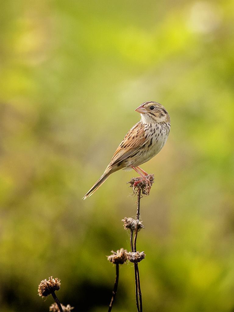 Henslow's Sparrow Photo by Christopher Collins
