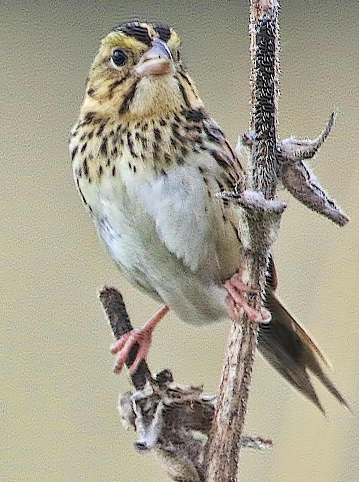 Henslow's Sparrow Photo by Dan Tallman