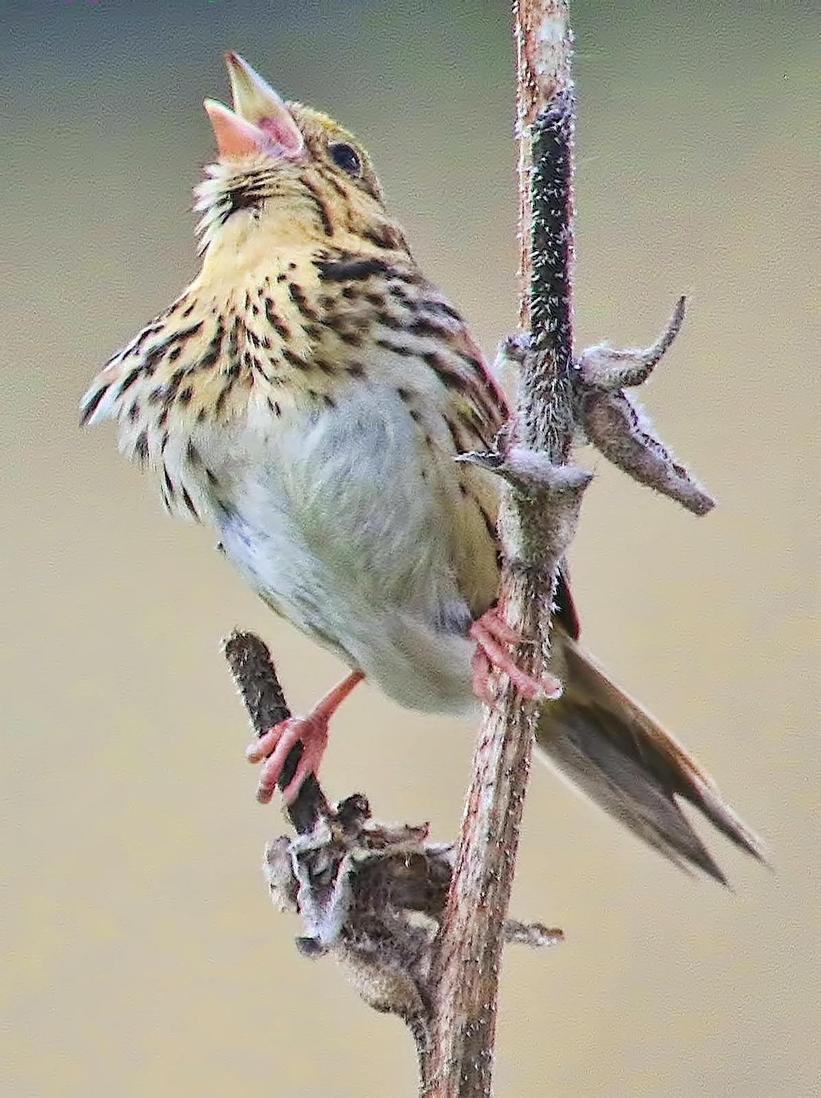 Henslow's Sparrow Photo by Dan Tallman