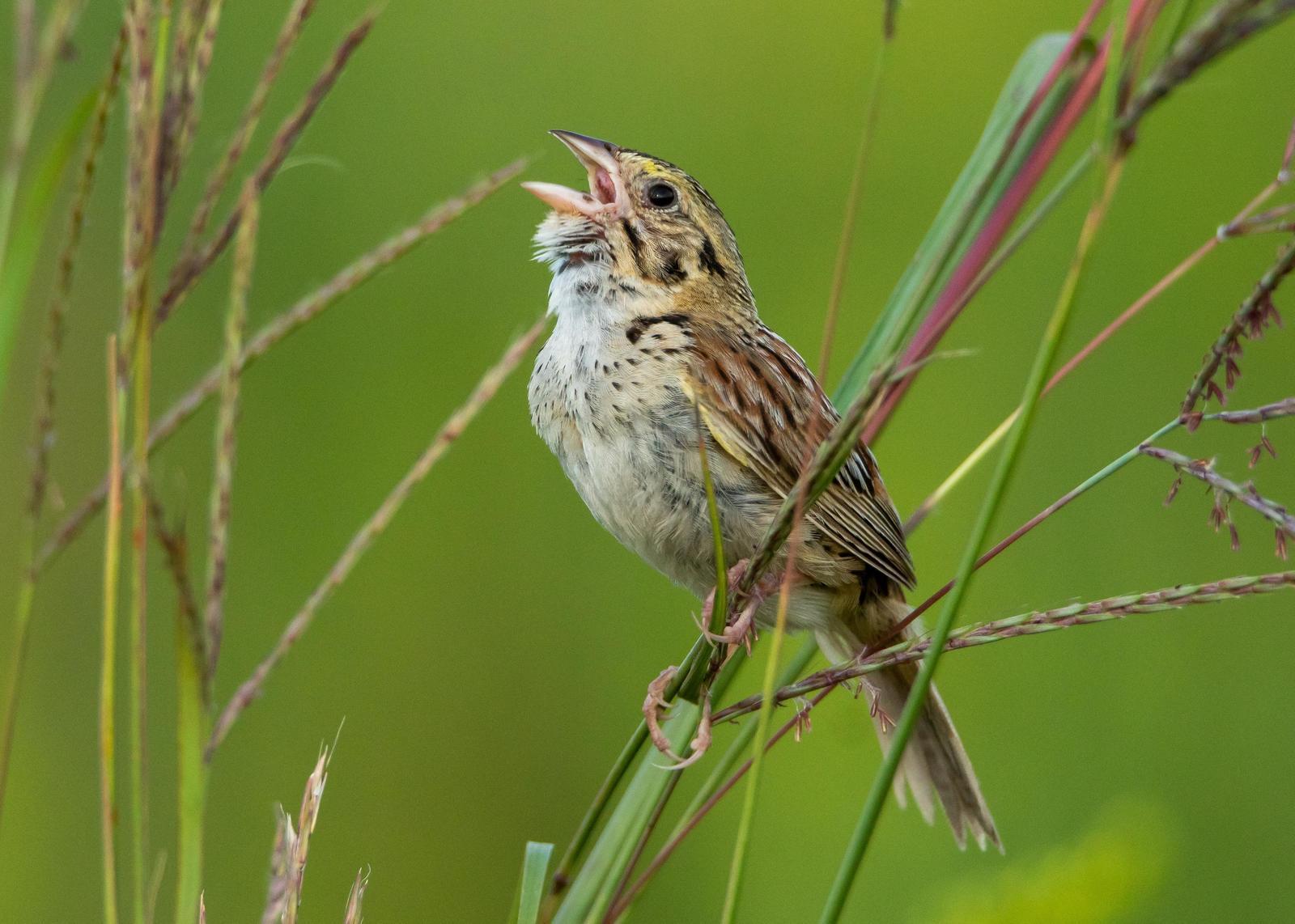 Henslow's Sparrow Photo by Gerald Hoekstra