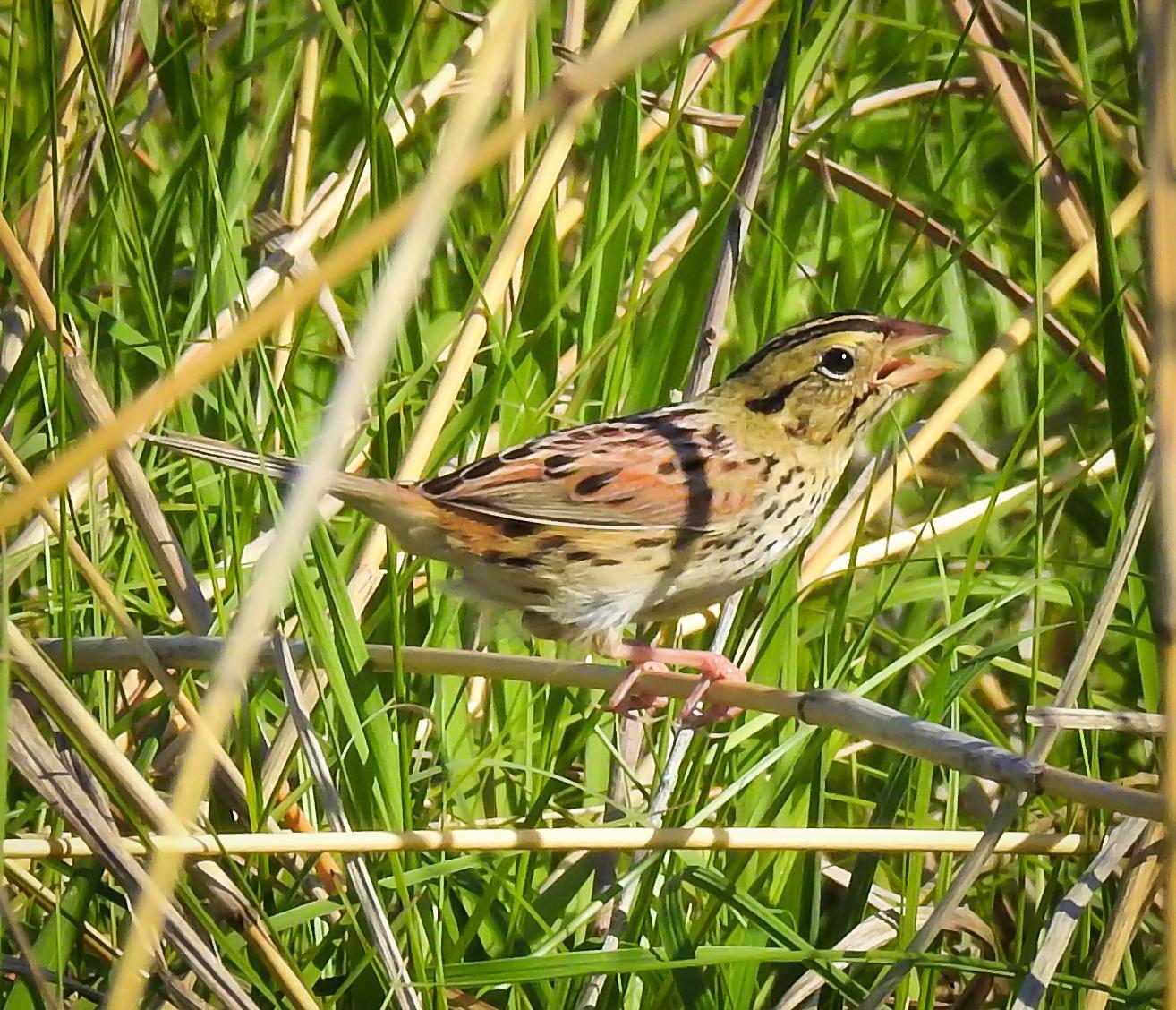 Henslow's Sparrow Photo by Tom Gannon