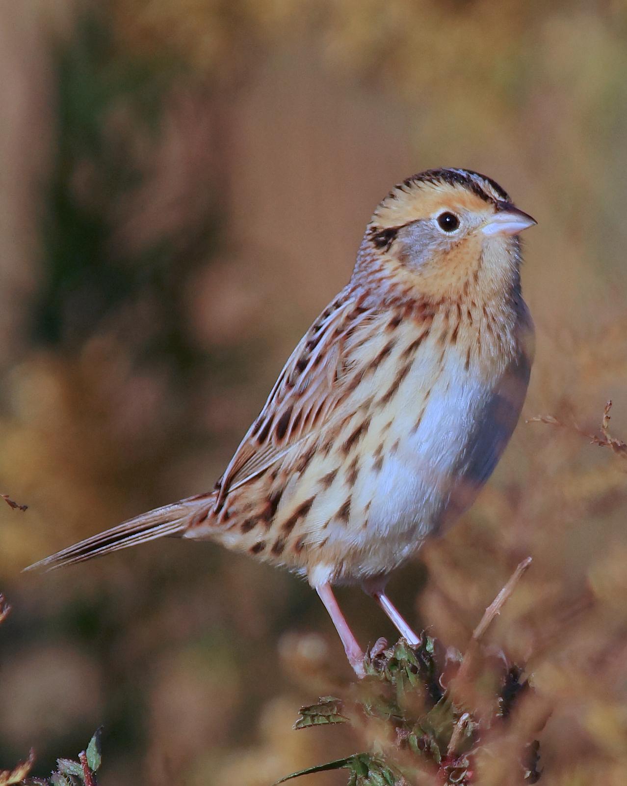 LeConte's Sparrow Photo by Gerald Hoekstra