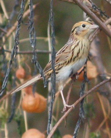 LeConte's Sparrow Photo by Andrew Core