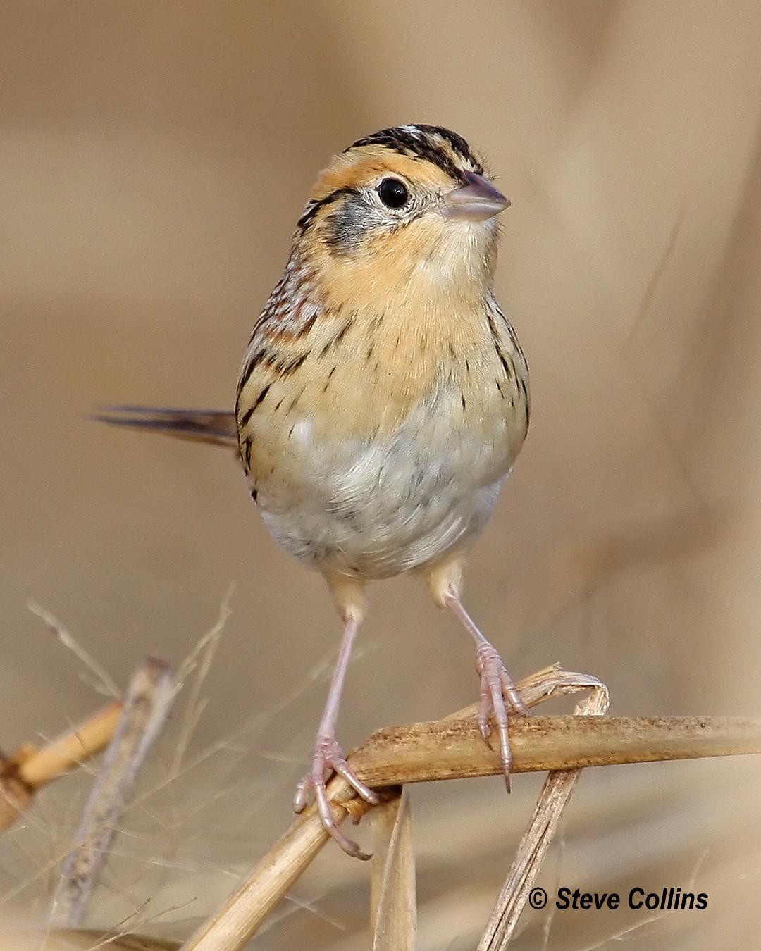 LeConte's Sparrow Photo by Steve Collins
