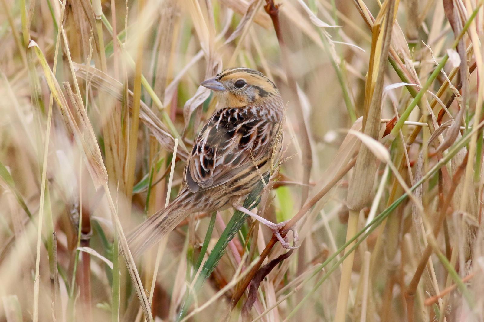 LeConte's Sparrow Photo by Tom Ford-Hutchinson