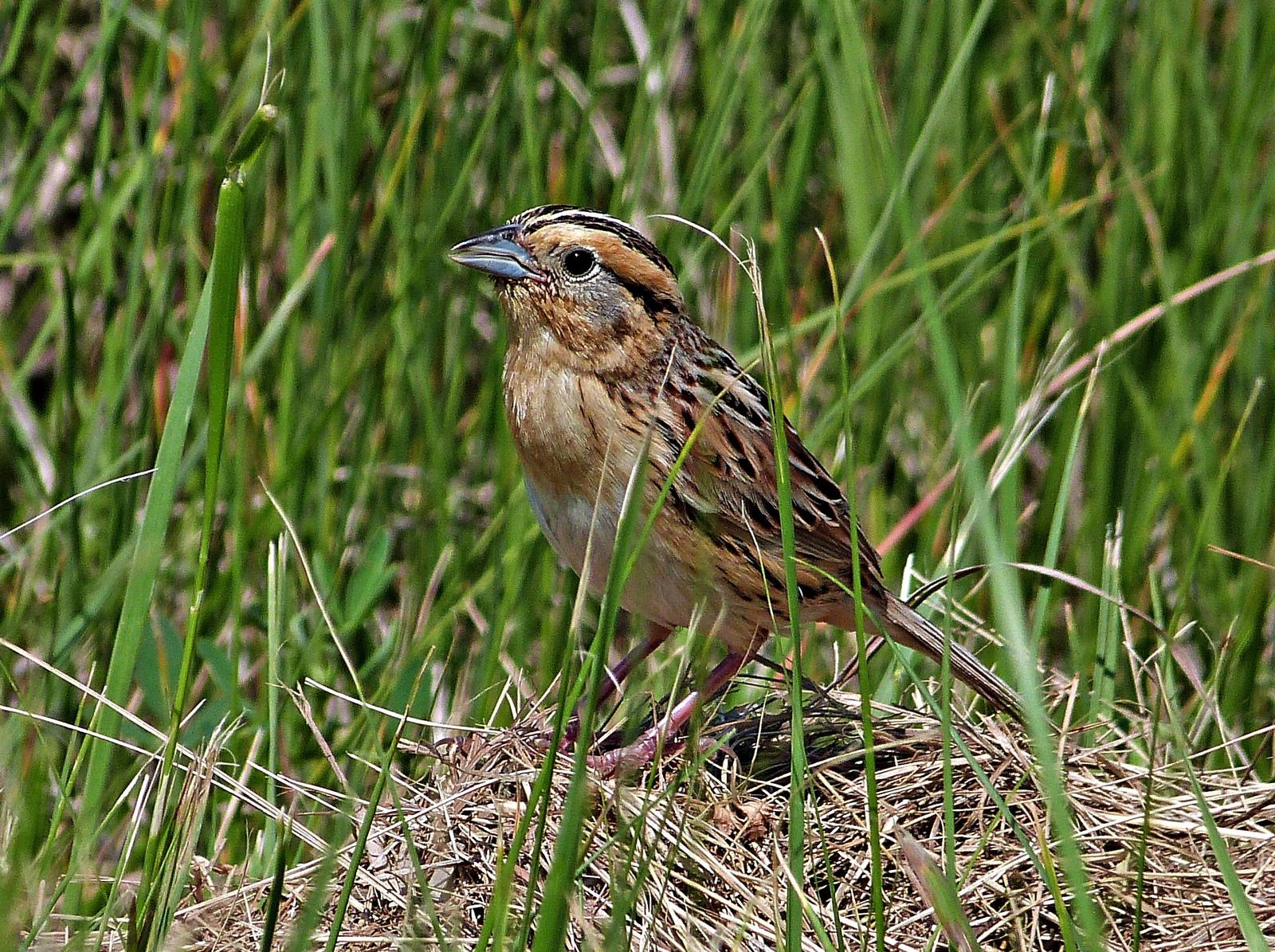 LeConte's Sparrow Photo by Mark Nikas