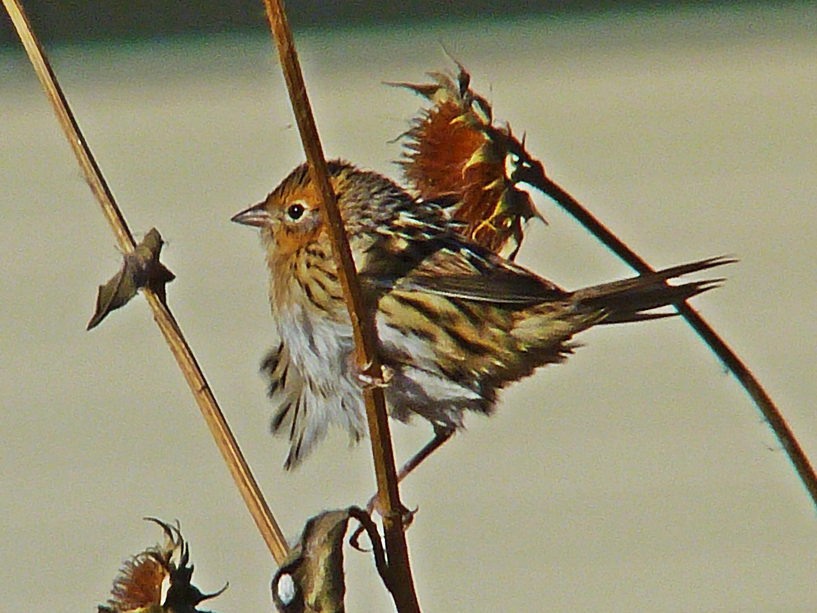 LeConte's Sparrow Photo by Bob Neugebauer