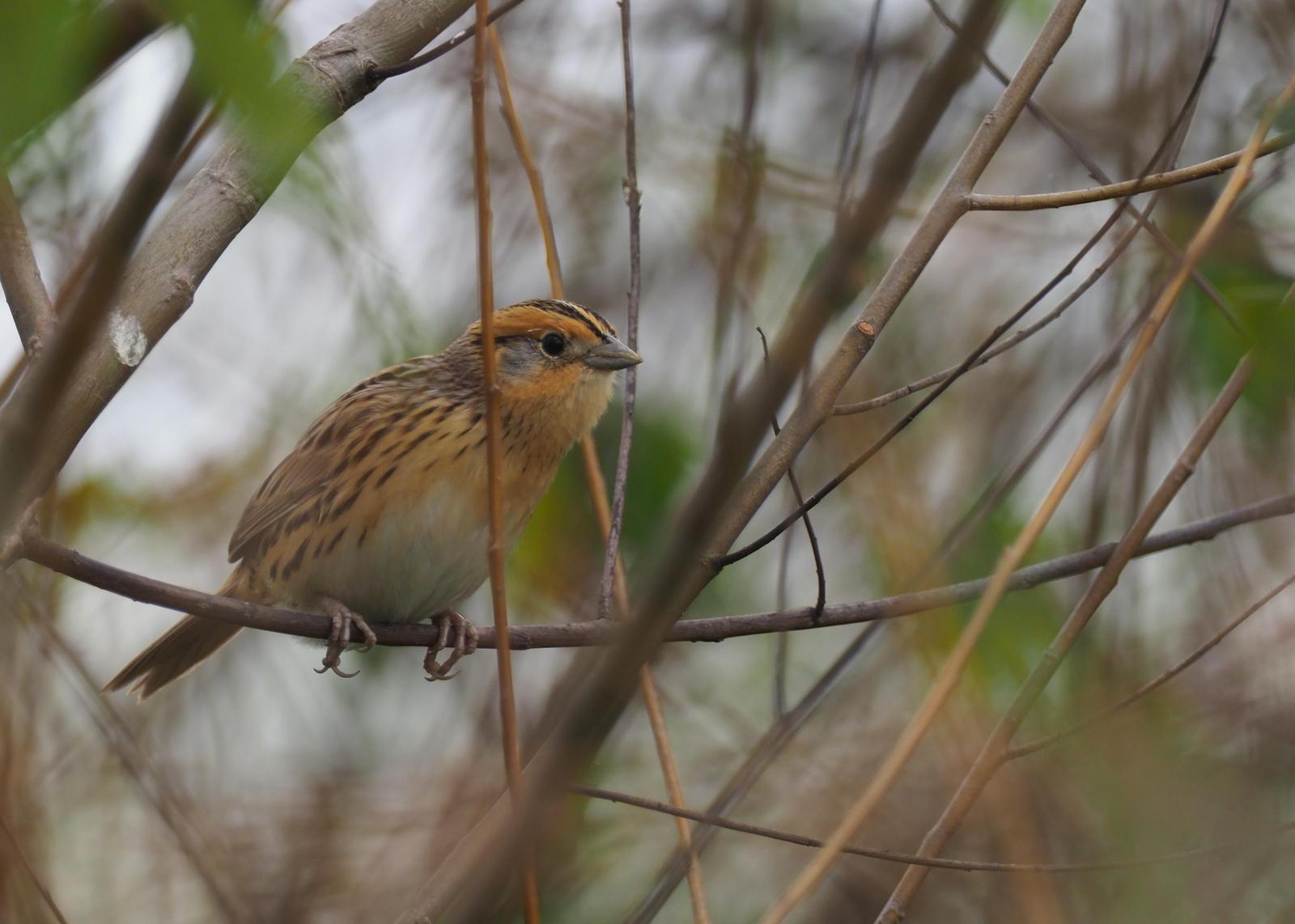 LeConte's Sparrow Photo by Jeffery Sole