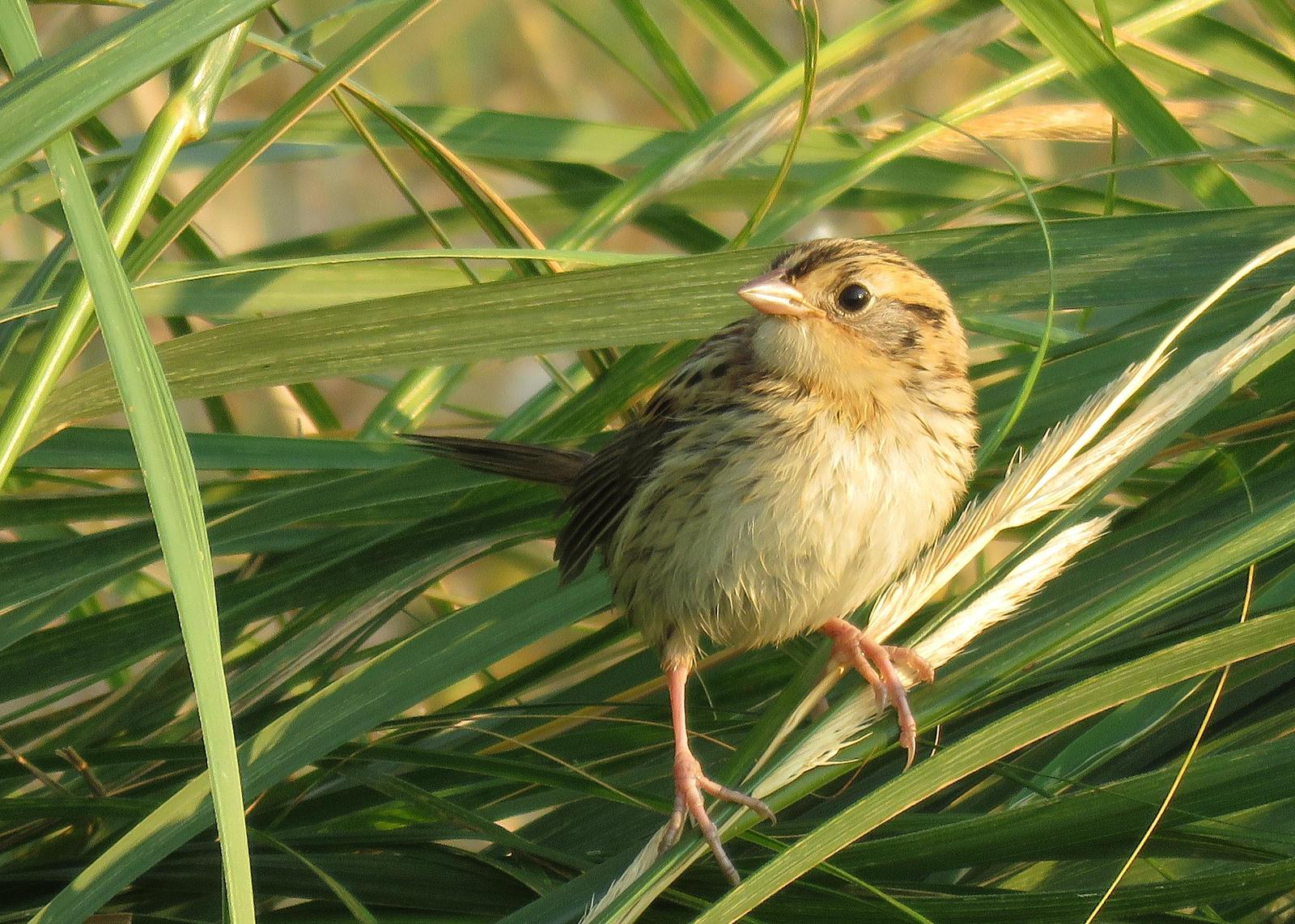 LeConte's Sparrow Photo by Kelly Preheim