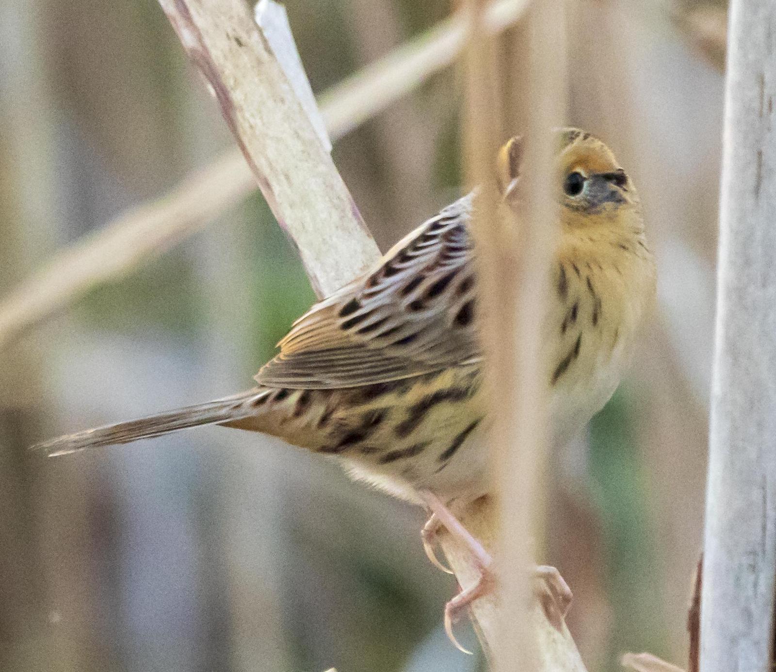 LeConte's Sparrow Photo by Tom Gannon