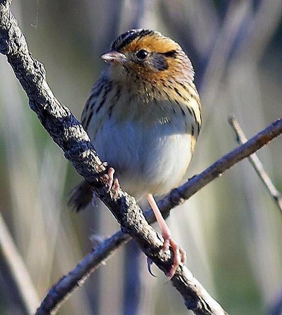 LeConte's Sparrow Photo by Dan Tallman