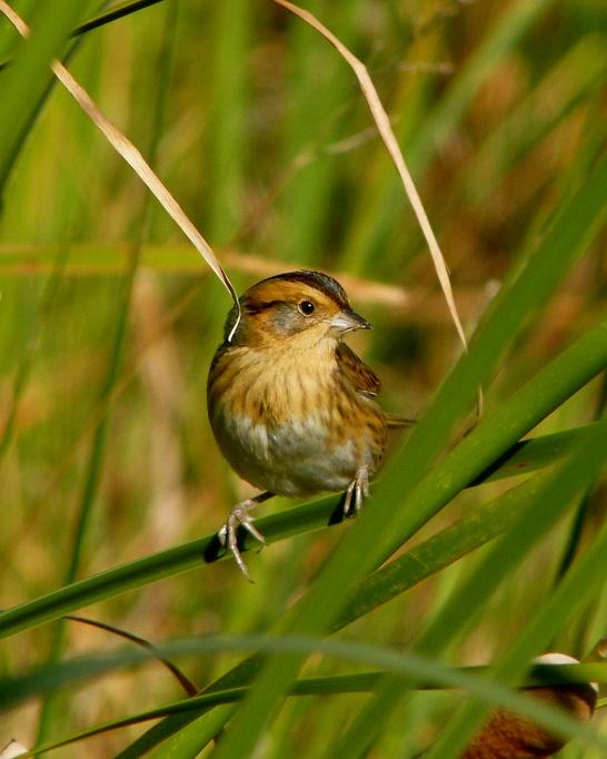 Nelson's Sparrow Photo by Sean Fitzgerald