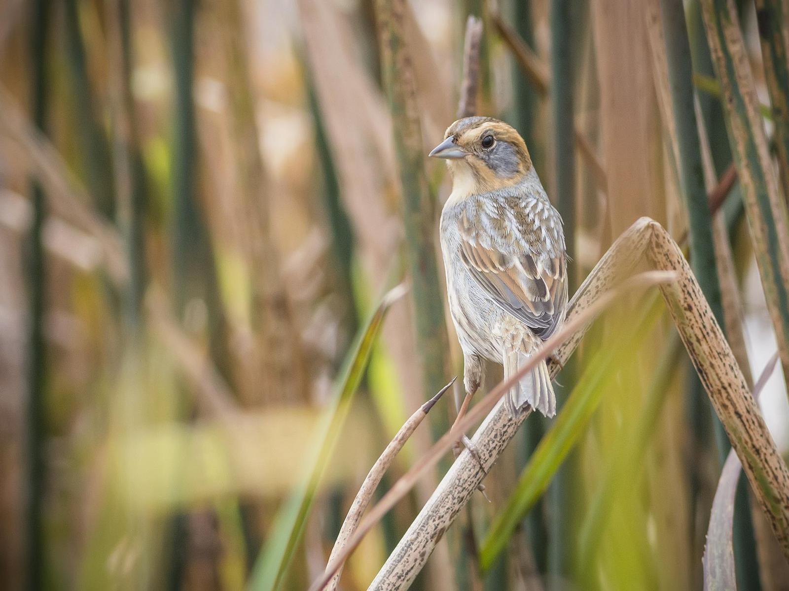 Nelson's Sparrow Photo by Ryan Jones