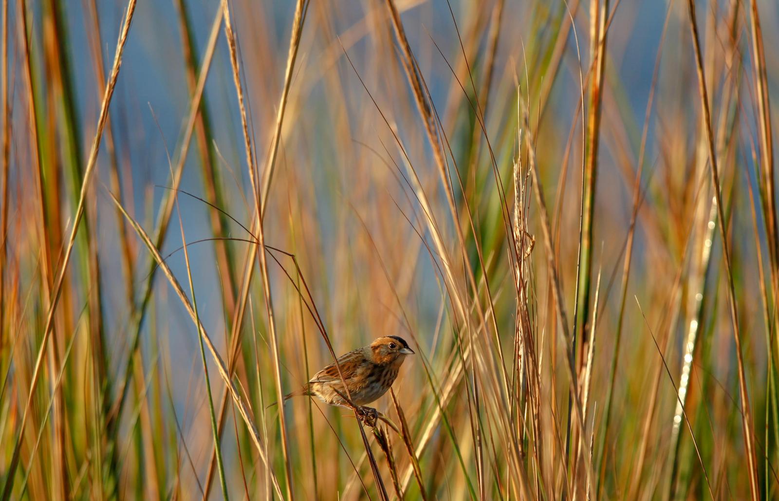 Nelson's Sparrow Photo by Lucy Wightman