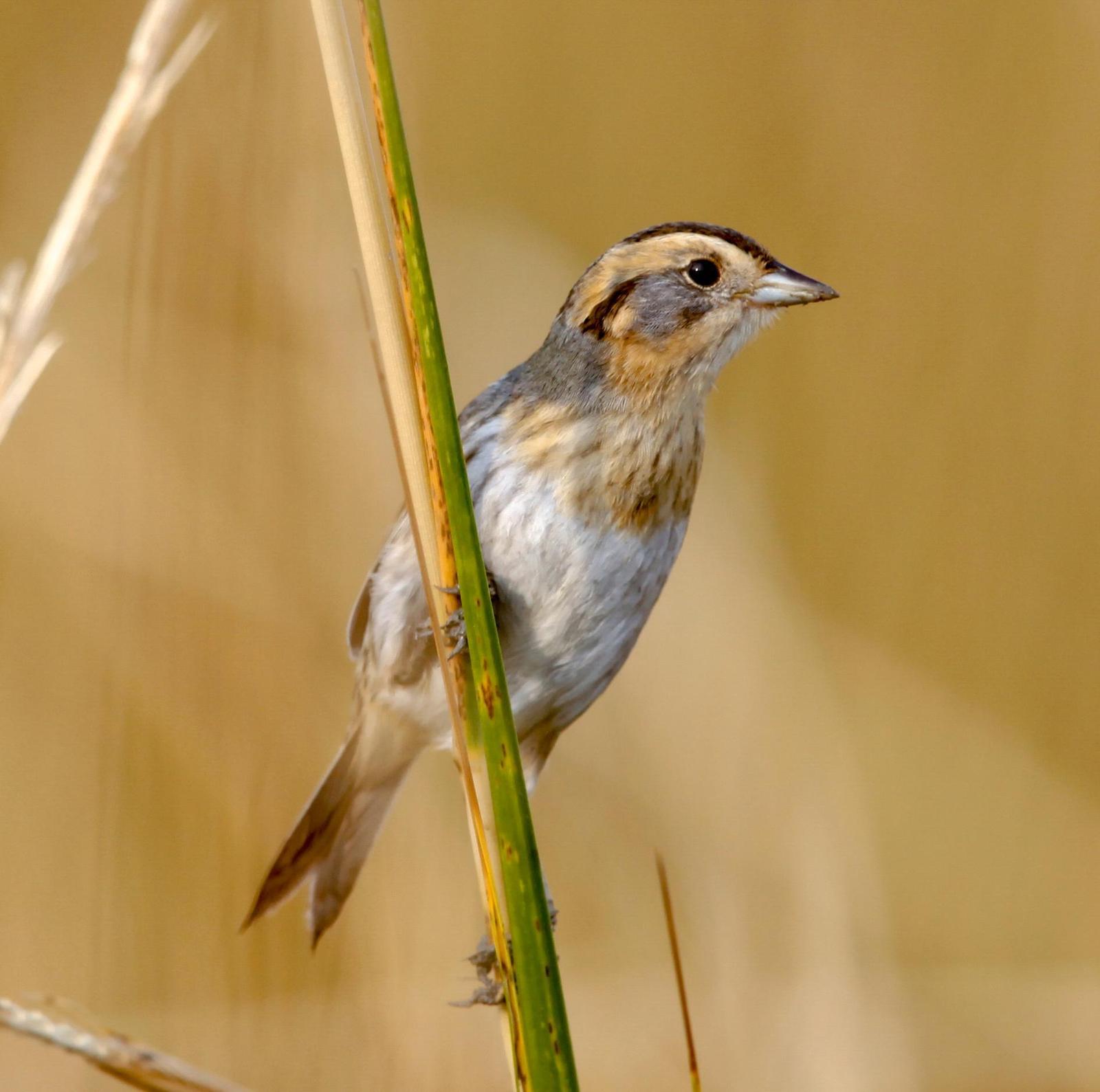 Nelson's Sparrow Photo by Lucy Wightman