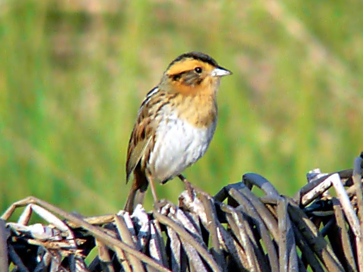 Nelson's Sparrow Photo by Bob Neugebauer