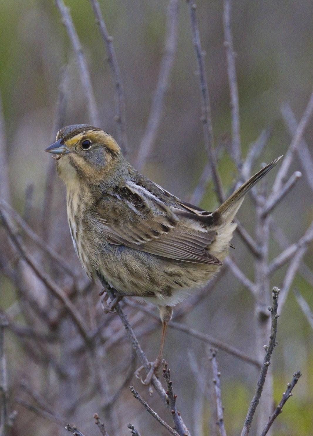 Nelson's Sparrow Photo by Emily Willoughby