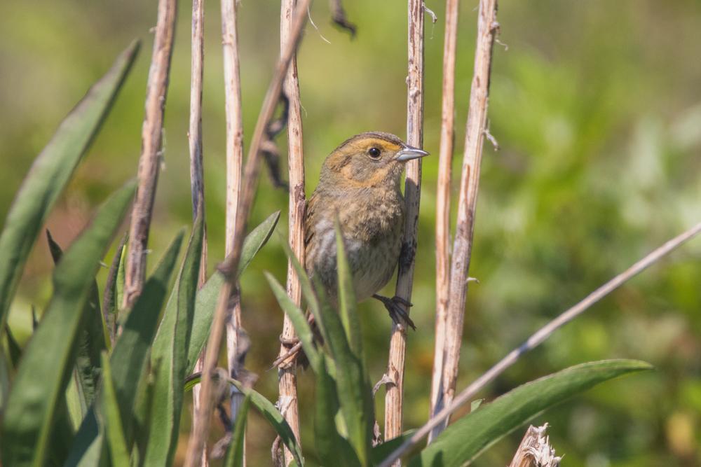 Nelson's Sparrow Photo by Amanda Fulda