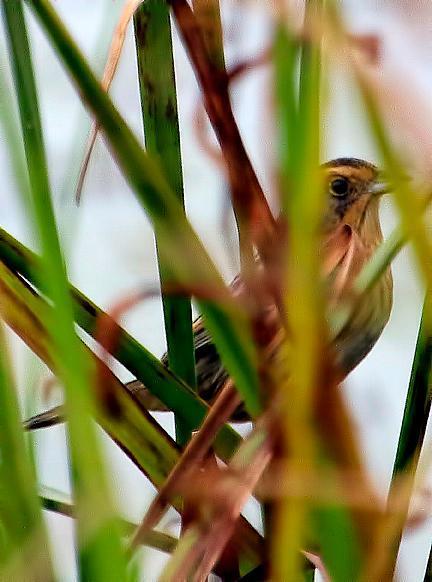 Nelson's Sparrow Photo by Dan Tallman