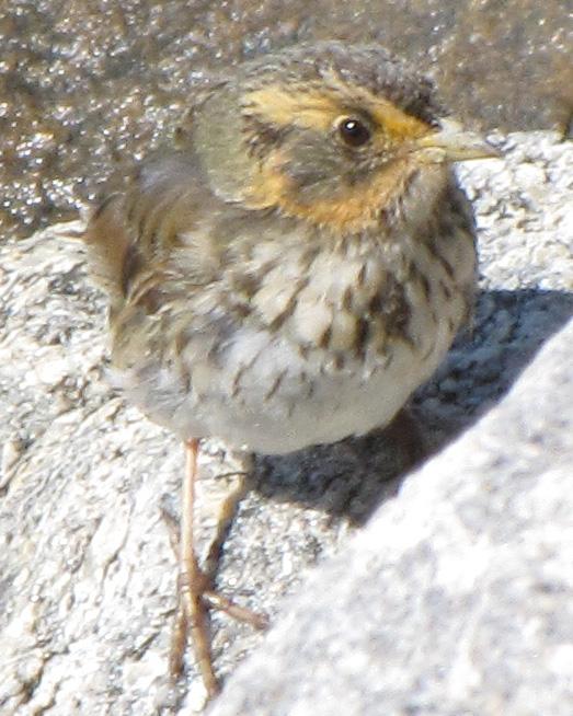 Saltmarsh Sparrow Photo by Kent Fiala