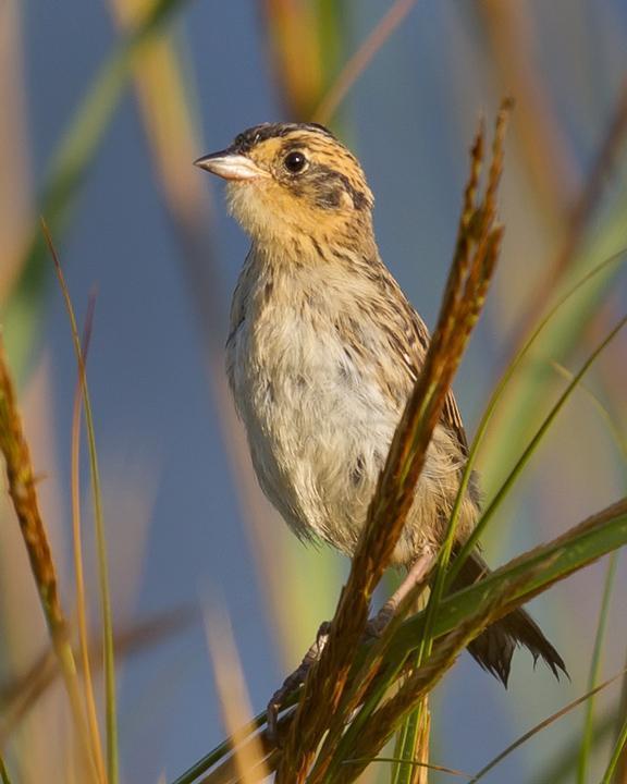 Saltmarsh Sparrow Photo by Mat Gilfedder
