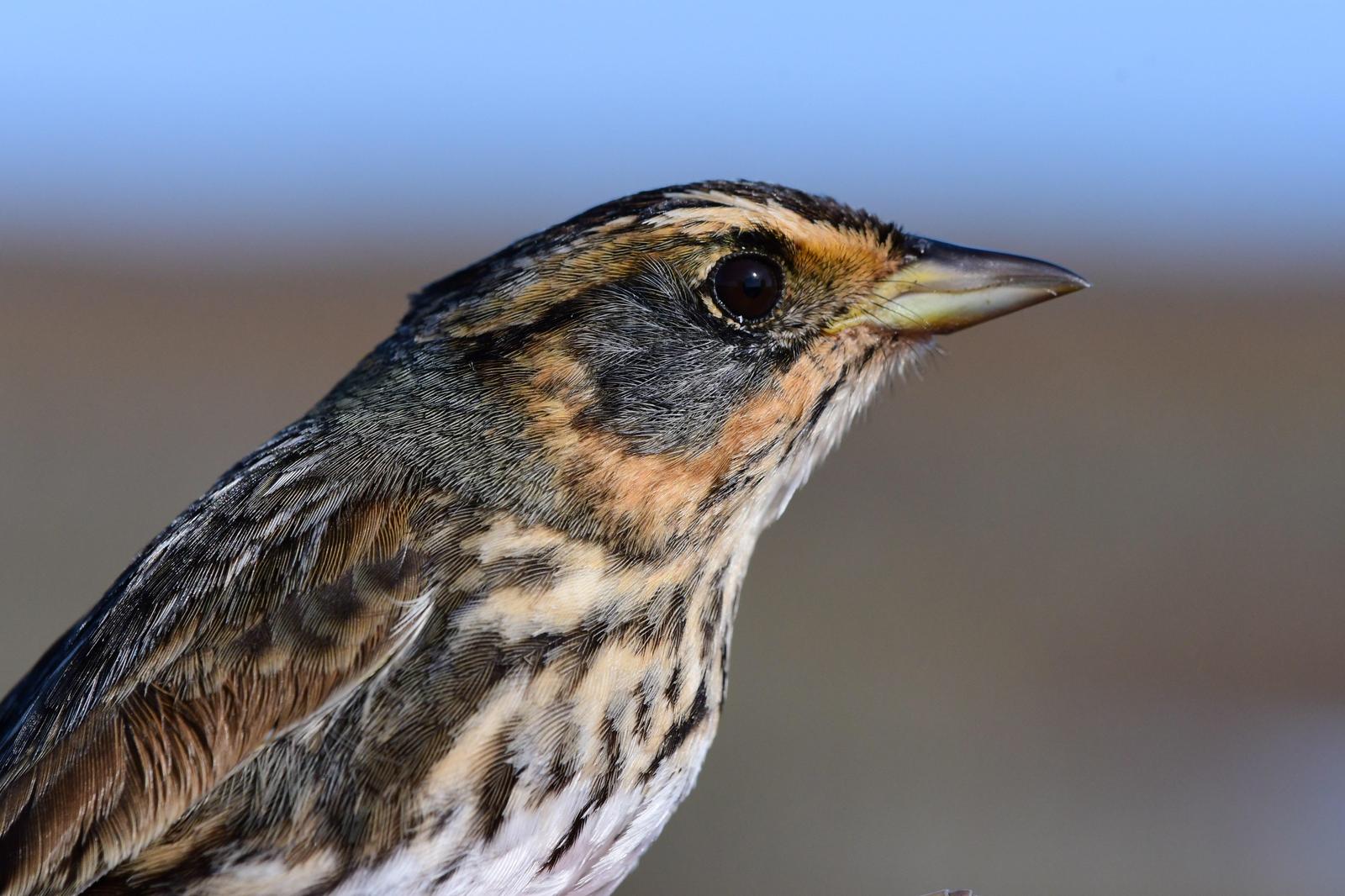 Saltmarsh Sparrow Photo by Jacob Zadik