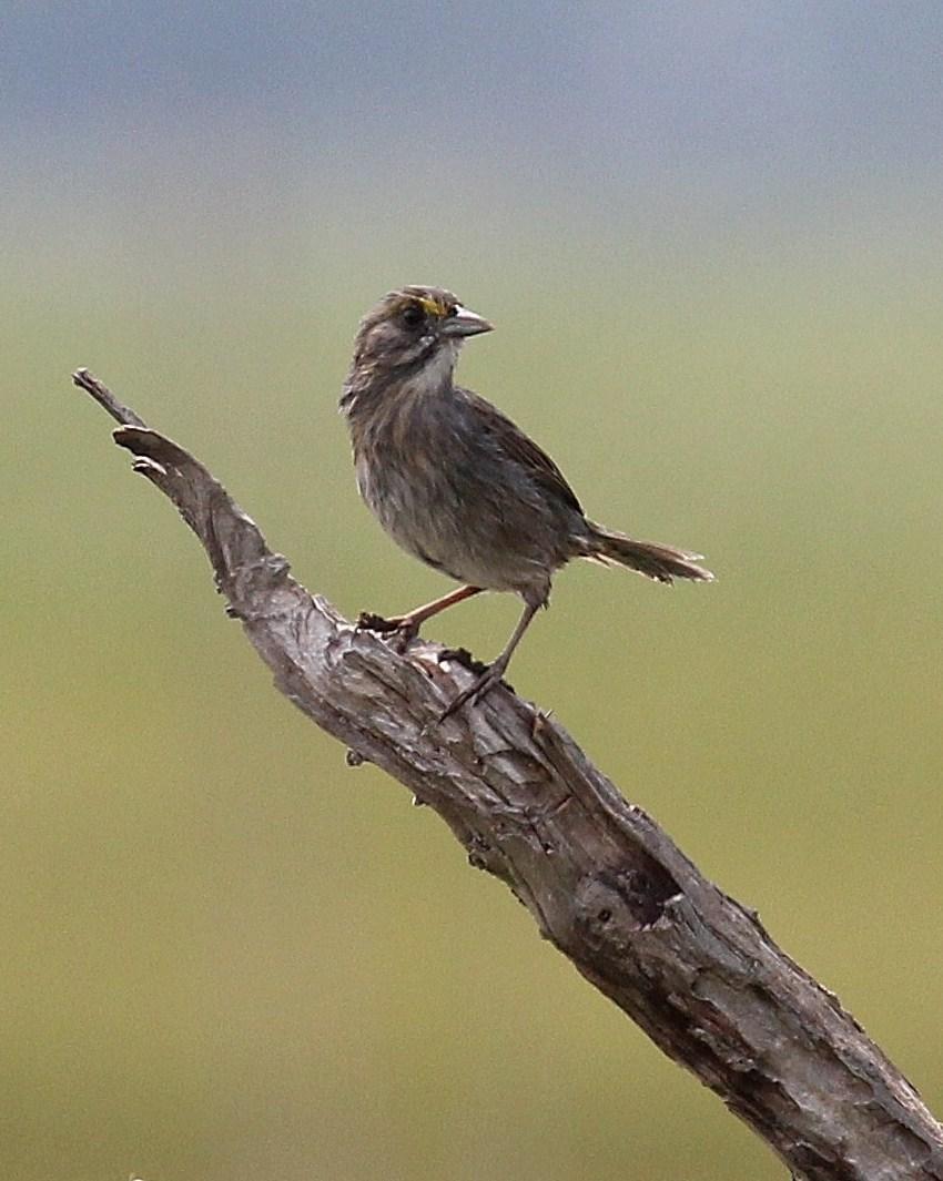 Seaside Sparrow Photo by Alex Lamoreaux