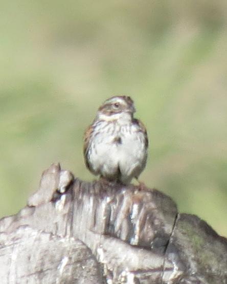 Sierra Madre Sparrow Photo by David Bell