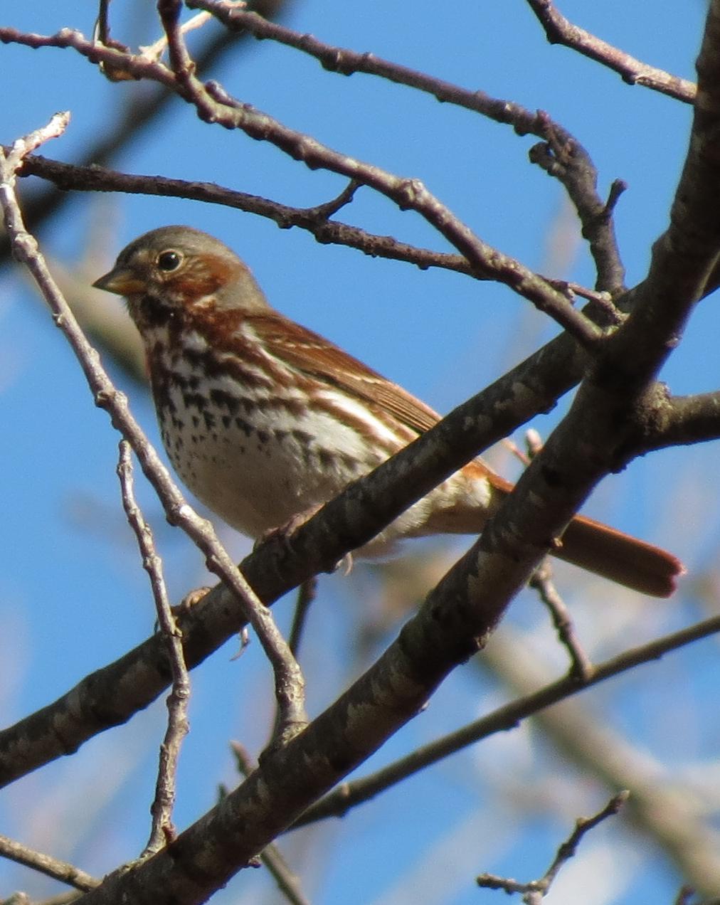 Fox Sparrow Photo by Andrew T. Kinslow