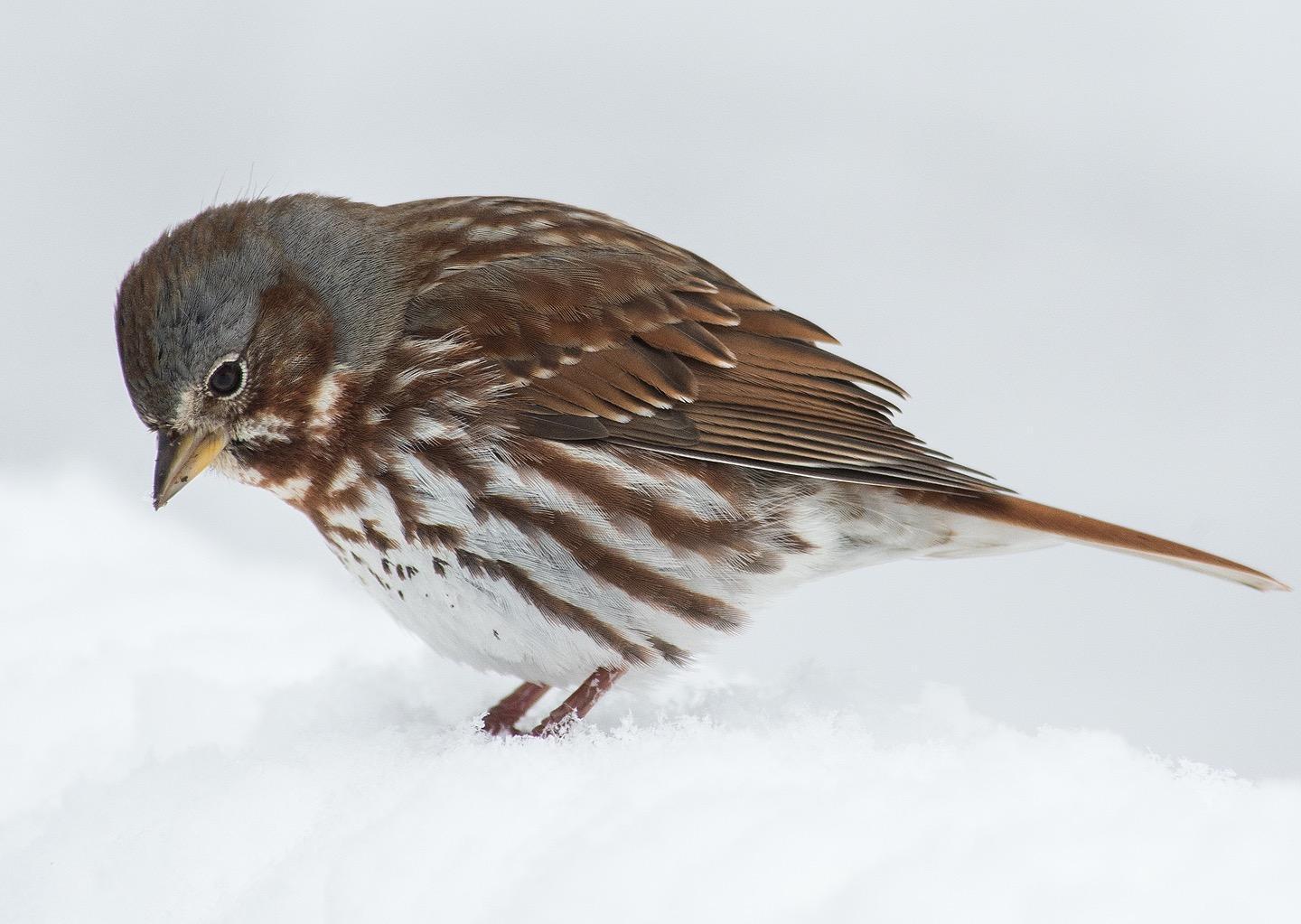 Fox Sparrow Photo by Pete Myers