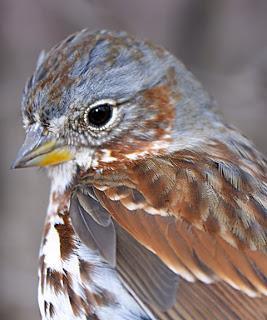 Fox Sparrow Photo by Dan Tallman