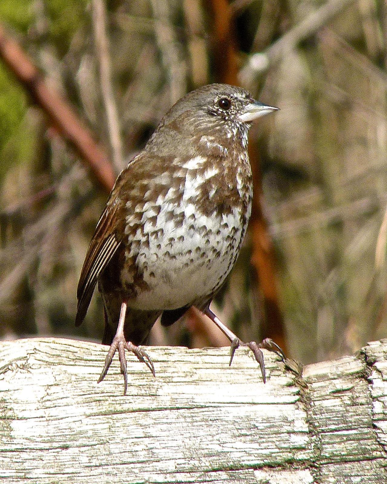Fox Sparrow (Sooty) Photo by Brian Avent