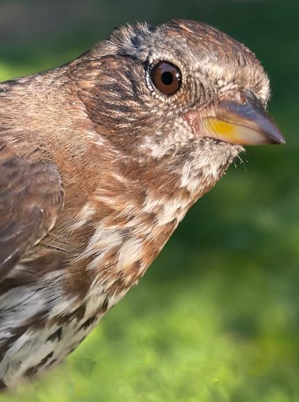 Fox Sparrow (Sooty) Photo by Dan Tallman