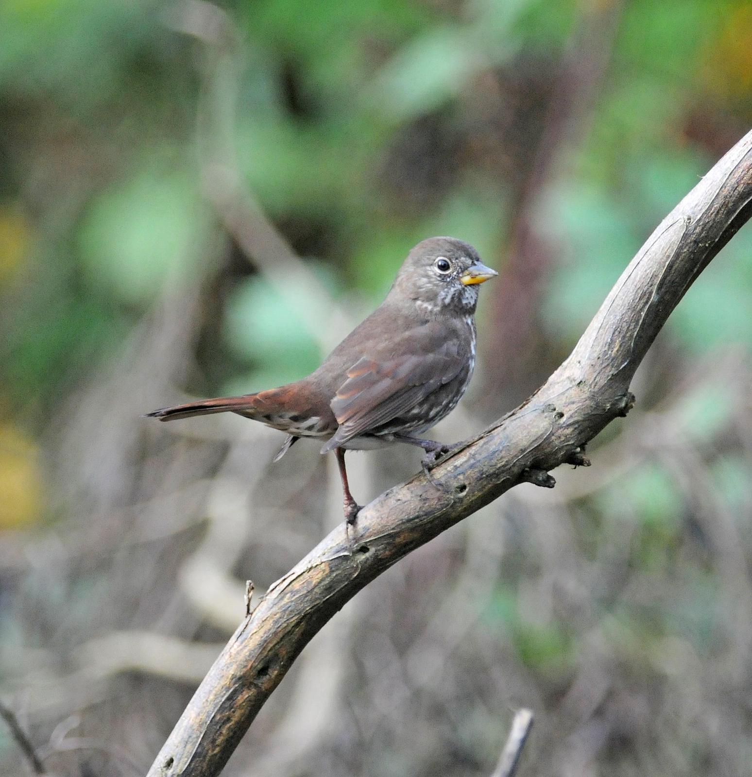 Fox Sparrow (Sooty) Photo by Steven Mlodinow