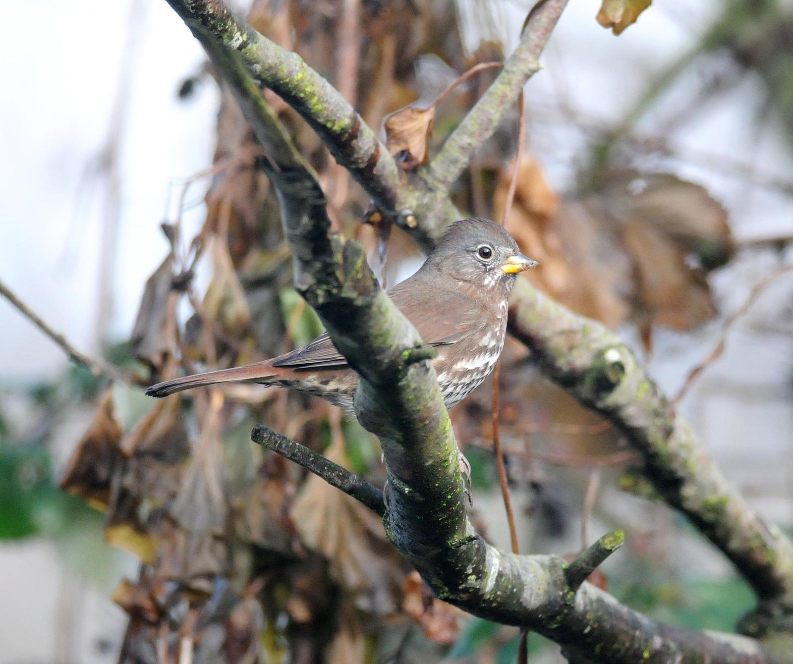 Fox Sparrow (Sooty) Photo by Steven Mlodinow