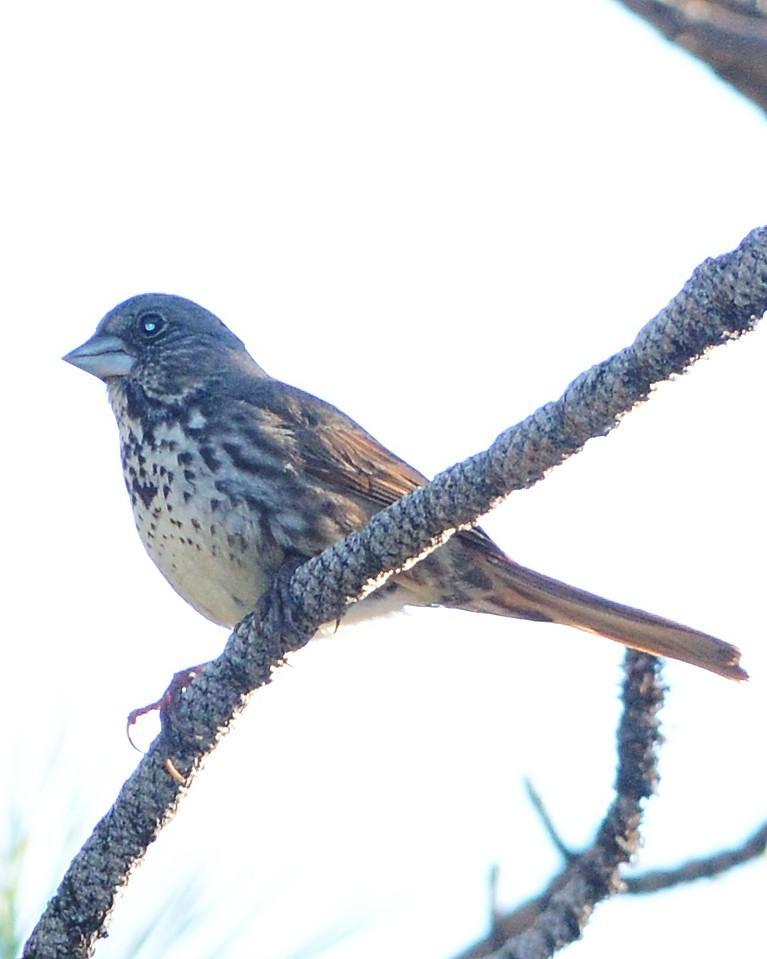 Fox Sparrow (Thick-billed) Photo by David Hollie