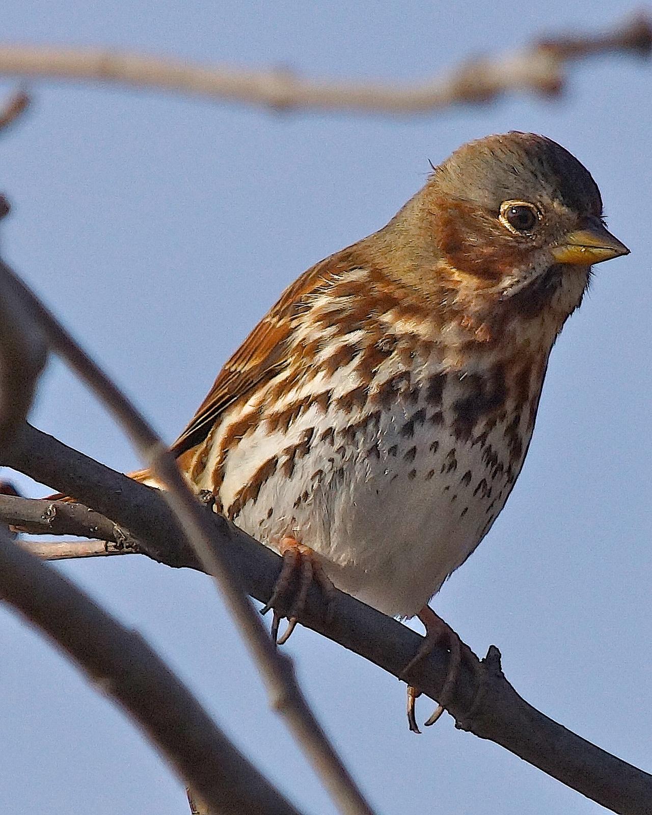 Fox Sparrow (Red) Photo by Gerald Hoekstra